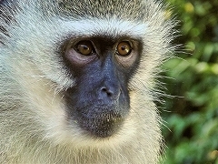猿の顔.jpg